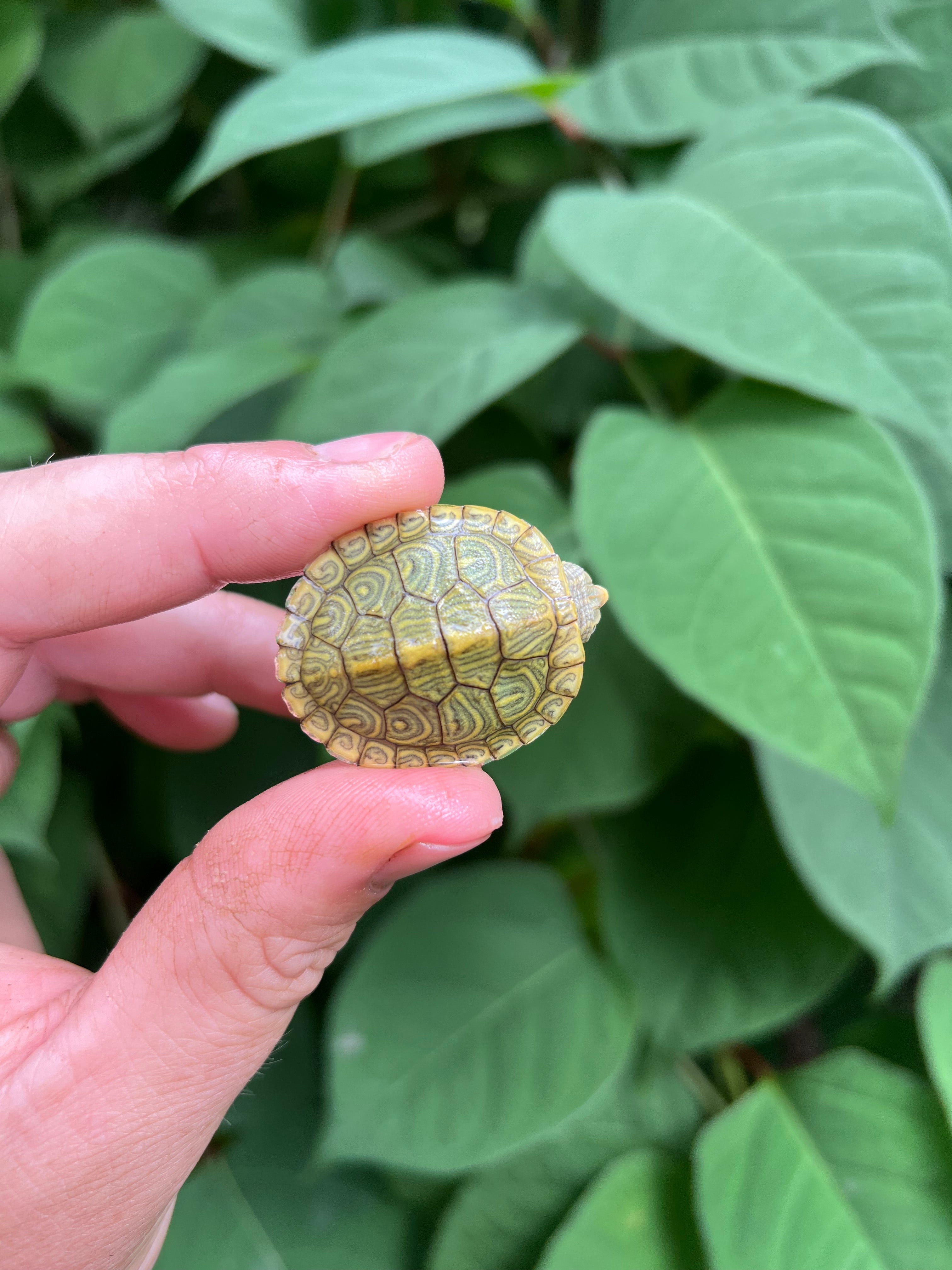 Pastel Clown Red Eared Slider Turtle 2024 #6 $174.99 | FaunaClassifieds