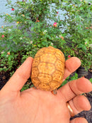 Hypomelanistic Cherryhead Red Foot Tortoise Baby 2026