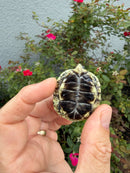 HI YELLOW Florida Box Turtle