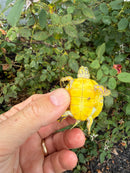 Albino T+ Penninsula Cooter Turtle 2026