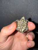 Hi White Concentric Diamondback Terrapin 2025