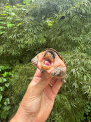 Vampire Musk Turtle Adult Female