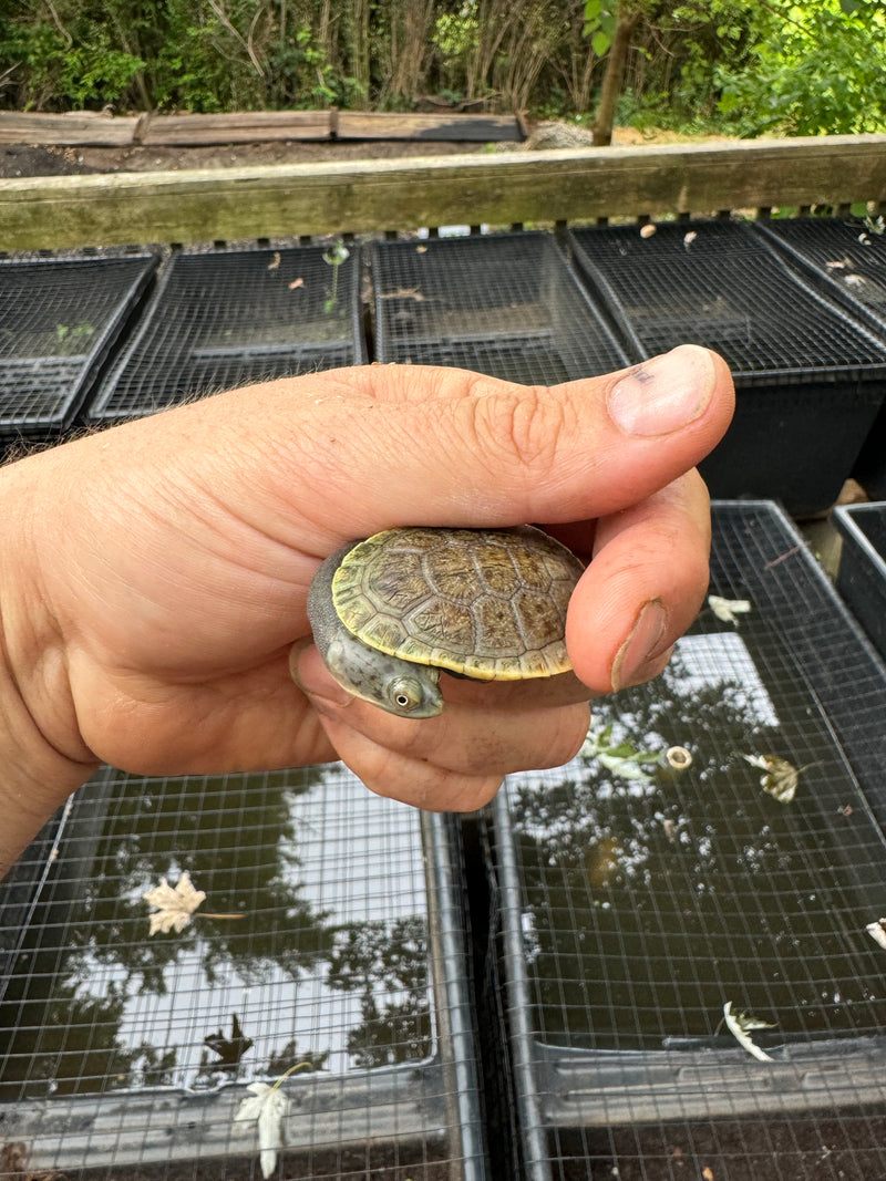 Parker's Snake Neck Turtle Baby