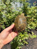 Sicilian Pond Turtle Adult Pair