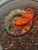 Sorong Crocodile Monitor Captive Hatched Female (Varanus salvadorii)