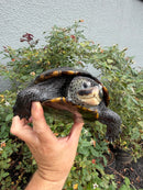 Adult Mississippi Diamondback Terrapin Female