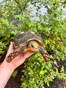 Red Foot Tortoise Adult Female