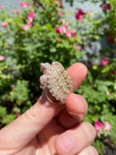 Albino Florida Snapping Turtle 2026