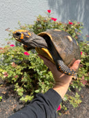 Red Foot Tortoise Adult Female