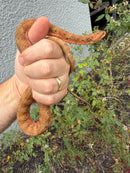 Red Salt Marsh Water Snake Adult Female