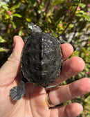 Hi White Concentric Diamondback Terrapin 2025