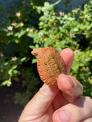 Hypo Peach Geoffroy's Sideneck Turtle