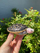Ornate Diamondback Terrapin Female