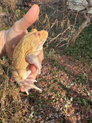 Albino Chinese Bullfrog Adults (Hoplobatrachus rugulosus)