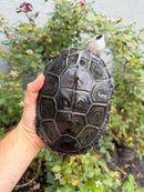 Adult Mississippi Diamondback Terrapin Female