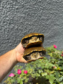 Yellow Mud Turtle Adult Pair