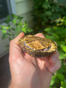 Florida Box Turtle 2021 Female