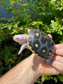 Ornate Diamondback Terrapin Female
