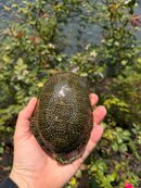 Sicilian Pond Turtle Adult Pair