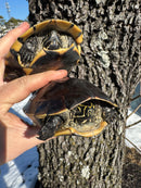 Mekong Snail-eating Turtle Adults (Malayemys subtrijuga)