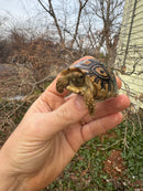 Leopard Tortoise 2025