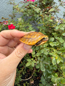 Bourret's Flowerback Box Turtle 2026