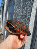 Super Red Northern Red Bellied Turtle Adult Male