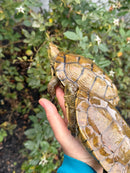Spanish Pond Turtle Adult Pair