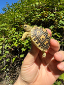 Leopard Tortoise 2024