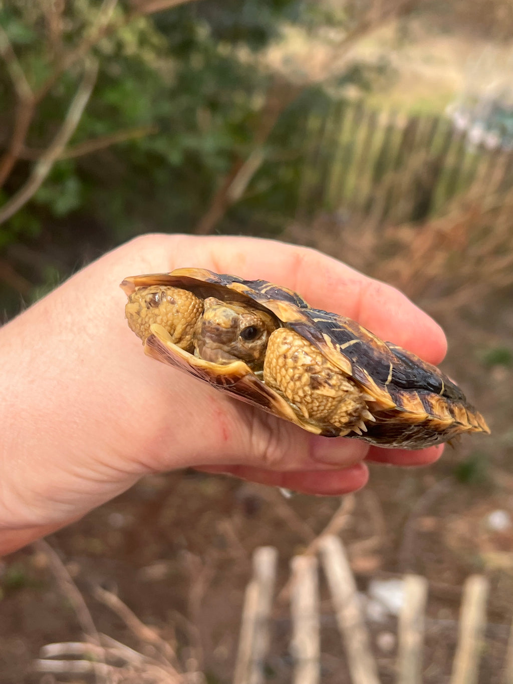 Pancake Tortoise Adult Male #1 (Malacochersus tornieri)
