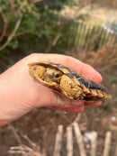 Pancake Tortoise Adult Male