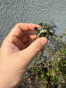 West Coast Pond Turtle Baby