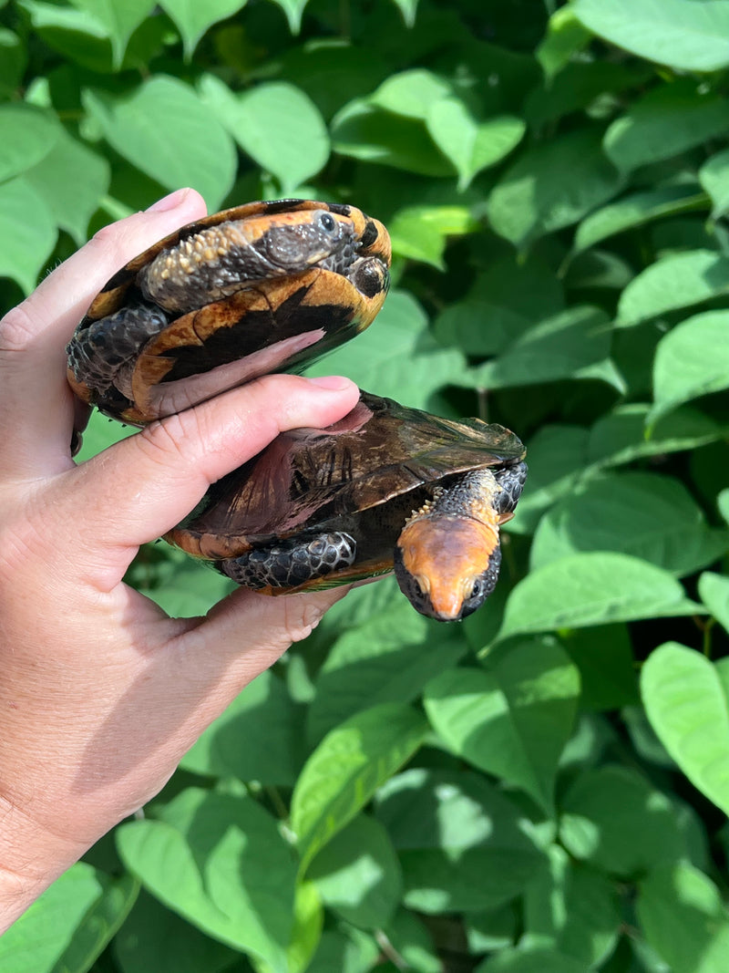 Twist-necked Turtle LTC Pair