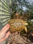 HI White Pancake Tortoise Adult Female