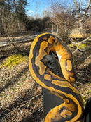 Fire Low White Pied Ball Python Female