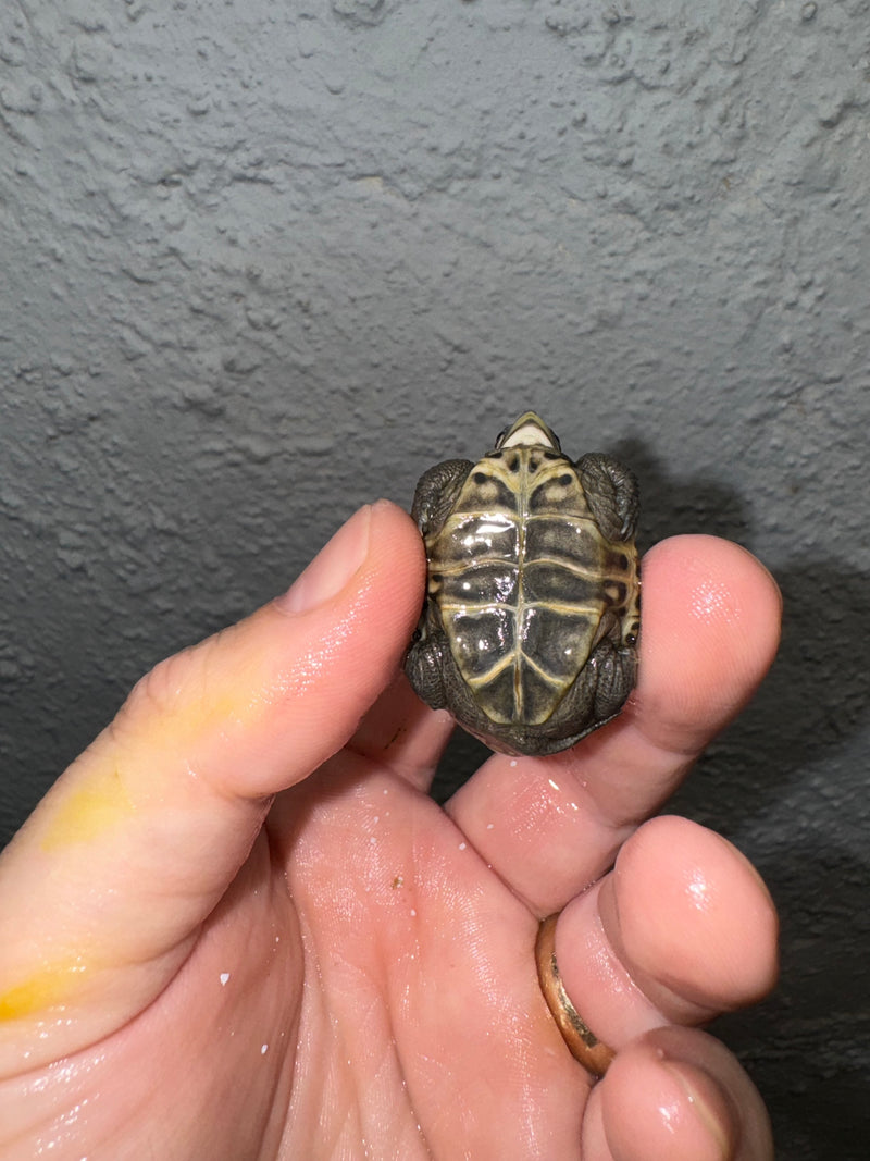 Hi White Concentric Diamondback Terrapin 2024