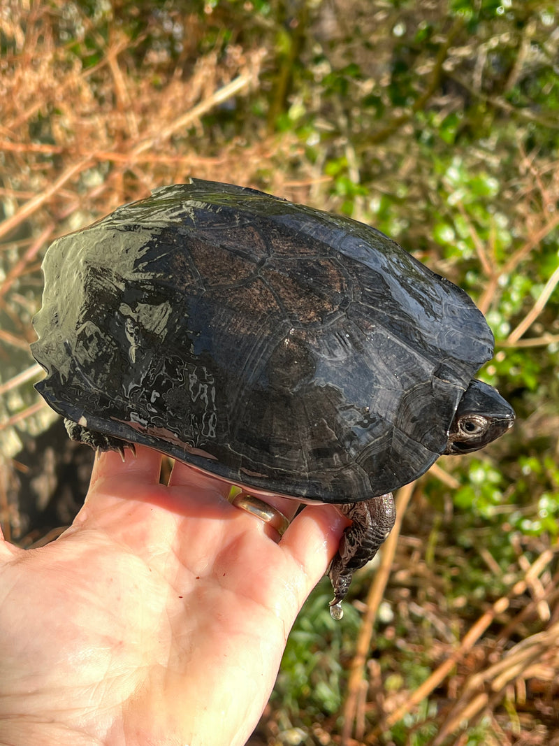 Black Marsh Turtle Adult Pair