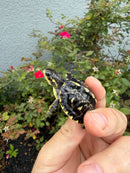 HI YELLOW Florida Box Turtle