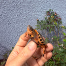 Vietnamese Three-striped Box Turtle
