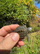 Hi White Concentric Diamondback Terrapin 2025