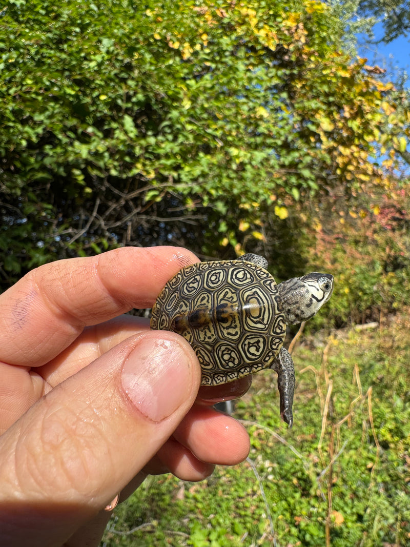 Hi White Concentric Diamondback Terrapin 2025