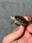 Hi White Concentric Diamondback Terrapin 2023