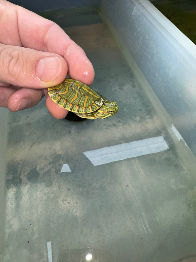 Hi Red Line Bred Pastel Red Eared Slider Turtle 2024