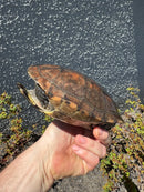 Reeves Turtles Adult Pair