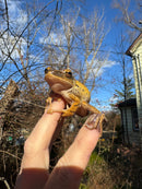 Golden Gliding Tree Frog (Polypedates leucomystax)