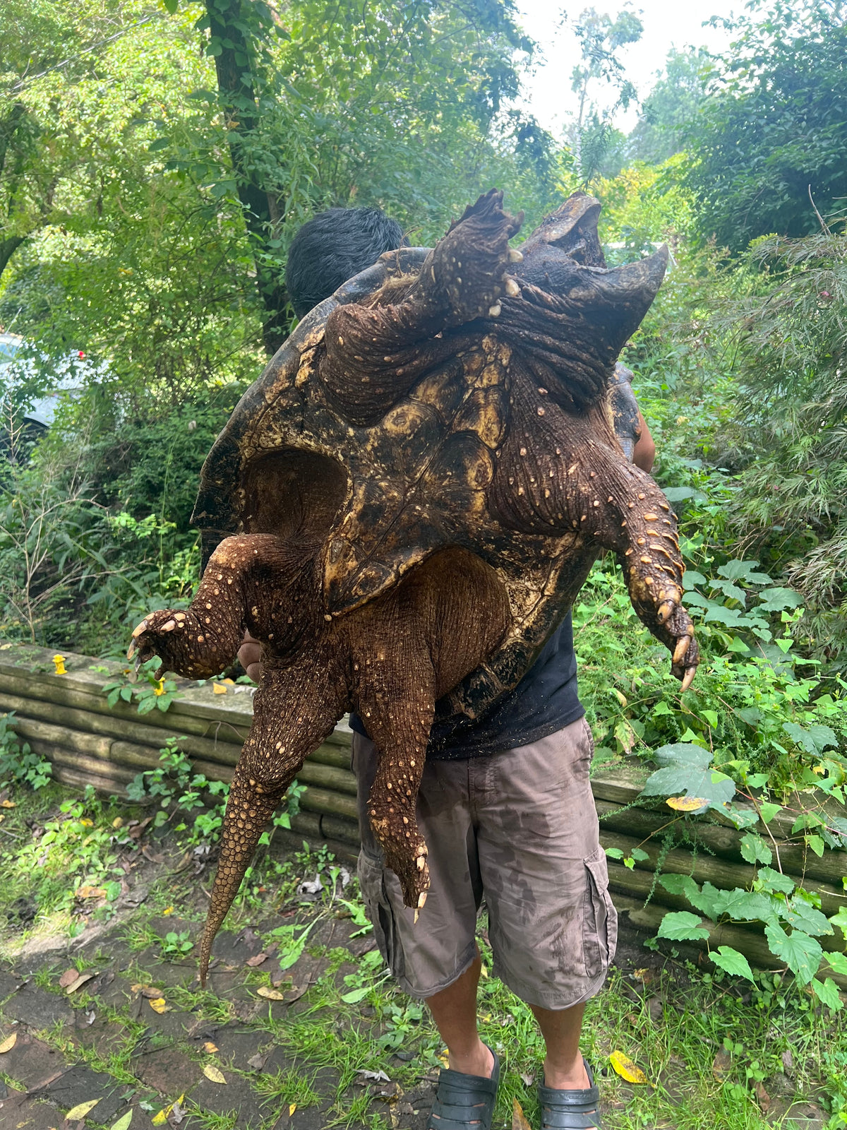 Alligator Snapping Turtles For Sale | American Reptile Distributors