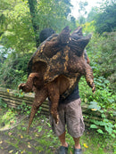Alligator Snapping Turtle Adult Male