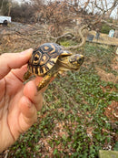 Leopard Tortoise 2025