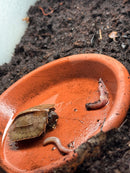 Vietnamese Black Breasted Leaf Turtle Baby 2025