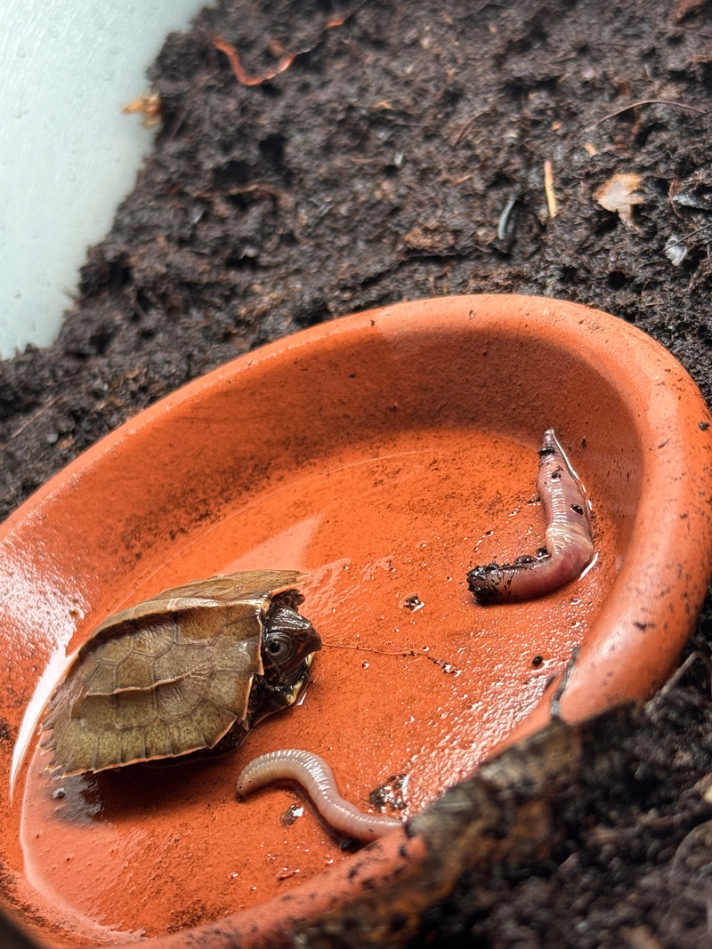 Vietnamese Black Breasted Leaf Turtle Baby 2025